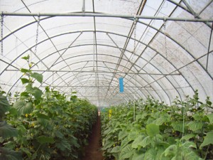 无立柱圆拱温室