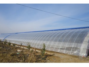 东山冬暖日光温室大棚