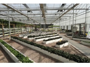 玻璃连栋温室厂家