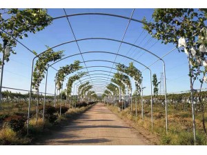 东山薄膜连栋温室