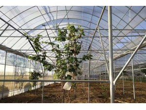 薄膜连栋温室厂家